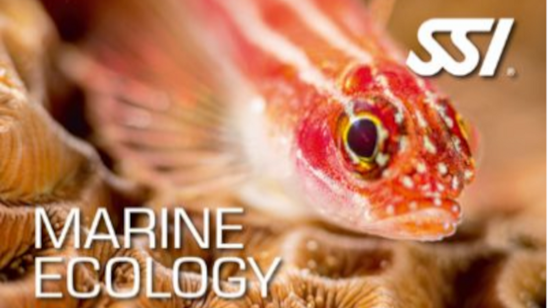 Lassdive - Cours d'apnée Ecologie Marine SSI PADI AIDA CMAS